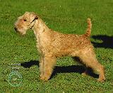 Lakeland Terrier 9P002D-026